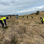 Tree Planting